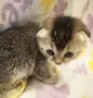 Шотландско клепоухо котенце. Златна чинчила. Scottish fold. Момче, снимка 2