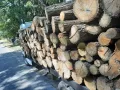 дърва за огрев метровки акация салкъм , снимка 2