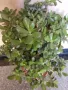 Мушкато,дърво на живота,Шефлера  и др.растения готови за декорация и подарък, снимка 4