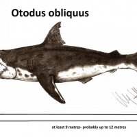 Фосилен зъб на акулата Otodus Obliquus - Плиоцен (5 - 66 Ма), снимка 4 - Колекции - 37432676