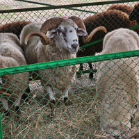 стадо Реплянски овце , снимка 4 - Овце - 44596836