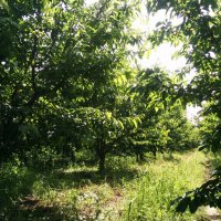 Черешова градина 4 дка между Крумово и Ягодово, снимка 3 - Земеделска земя - 35512202