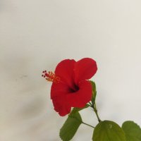 Китайски рози хибискус червена фуния, снимка 10 - Стайни растения - 38143414