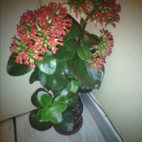 Цвете Каланхое , снимка 2 - Стайни растения - 31213285