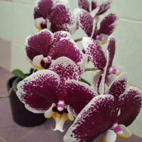 Орхидея, снимка 3 - Стайни растения - 44655438
