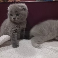 Шотландски клепоухи котета - бебета на 2 месеца, снимка 6 - Британска късокосместа - 34775322
