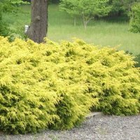 Хвойна Старо Злато, Juniperus Old Gold, снимка 2 - Градински цветя и растения - 39205397