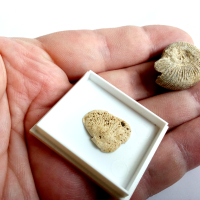 Вкаменелости/фосили: 100% автентични амонит, снимка 5 - Антикварни и старинни предмети - 44742135