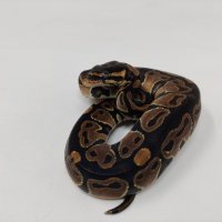 Кралски Питон / Ball Python / Python regius, снимка 5 - Змии - 42172390