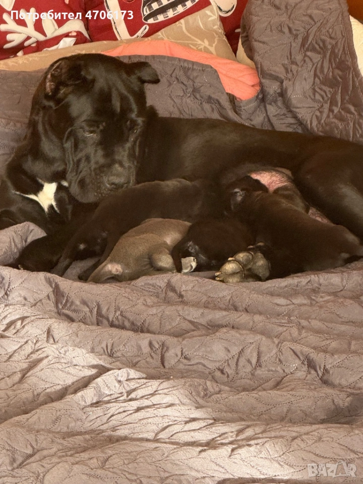 Кане Корсо / Cane Corso, снимка 1