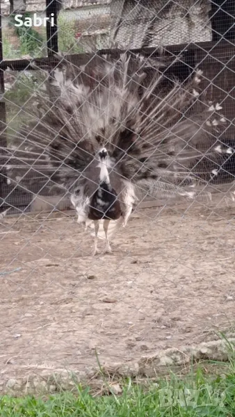 пауни  oпал Арлекин , снимка 1