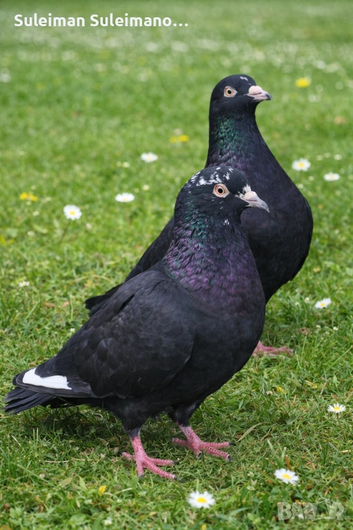 Свободни неврени 50 лв, снимка 1