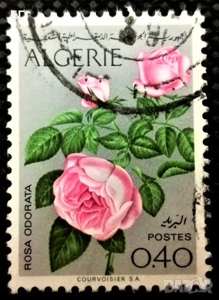 Алжир, 1973 г. - марка от серия, "Цветя", "Рози", 1*1, снимка 1