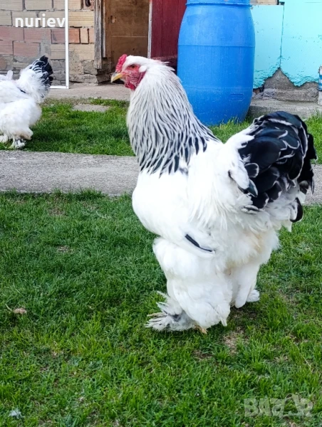 бяла колумбия , снимка 1