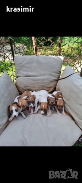 Джак ръсел късокраки , снимка 1