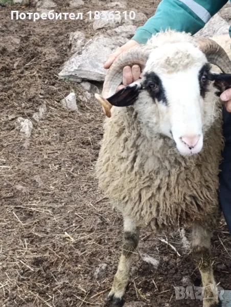 Коч за разплод, снимка 1