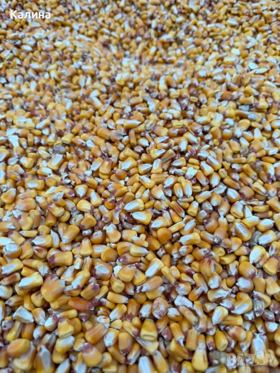 Царевица за животни, снимка 1