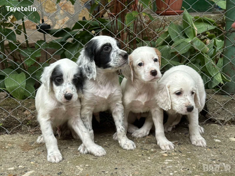 Английски сетер, снимка 1