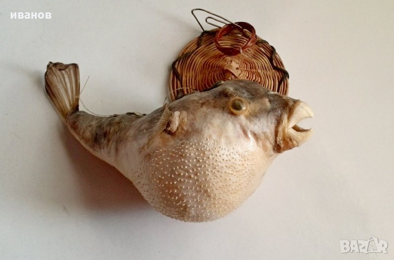 Риба папагал, снимка 1