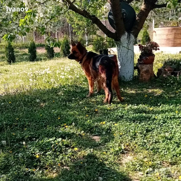 Немска овчарка с родословие , снимка 1