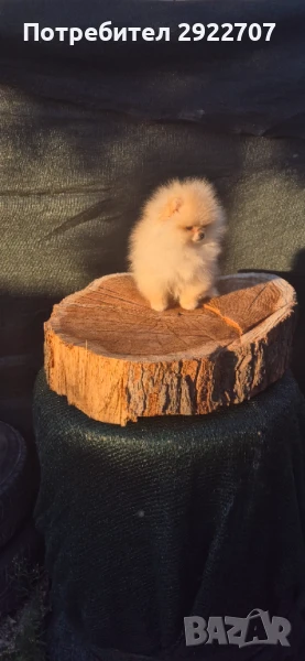 Померан момче , снимка 1
