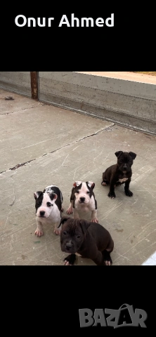 Питбули, снимка 4 - Питбул - 53784911