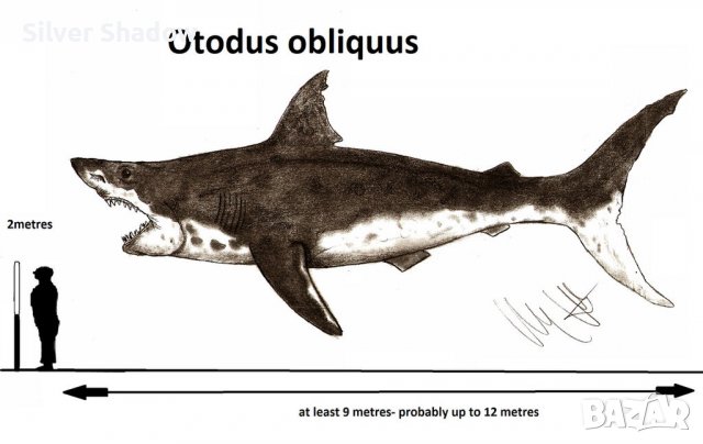 Фосилен зъб на акулата Otodus Obliquus - Плиоцен (5 - 66 Ма), снимка 4 - Колекции - 37432676