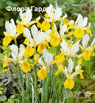 Луковици ЛАЛЕТА И ДРУГИ, снимка 18 - Сортови семена и луковици - 50970511