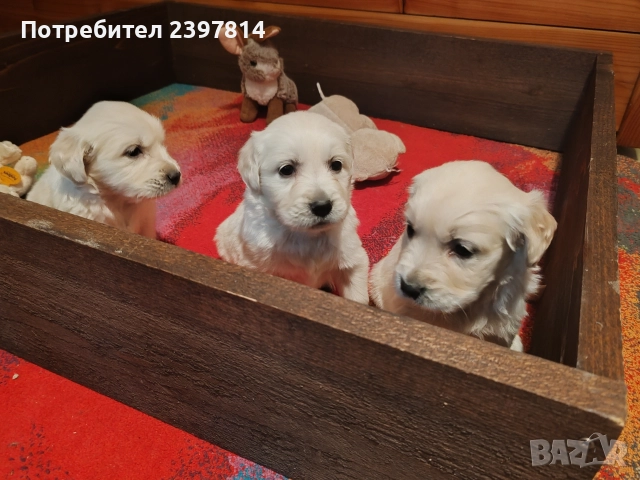 Голдън ретривър , снимка 7 - Голдън ретривър - 52842514