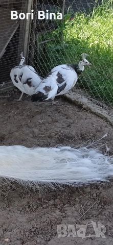 женски пауни Арлекин , снимка 3 - други­ - 52970280