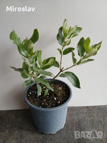 Гария (garrya thuretii), снимка 6 - Градински цветя и растения - 54364402