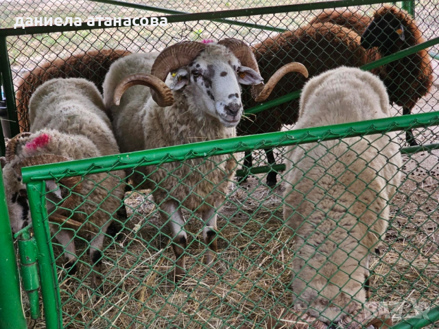 стадо Реплянски овце , снимка 4 - Овце - 44596836