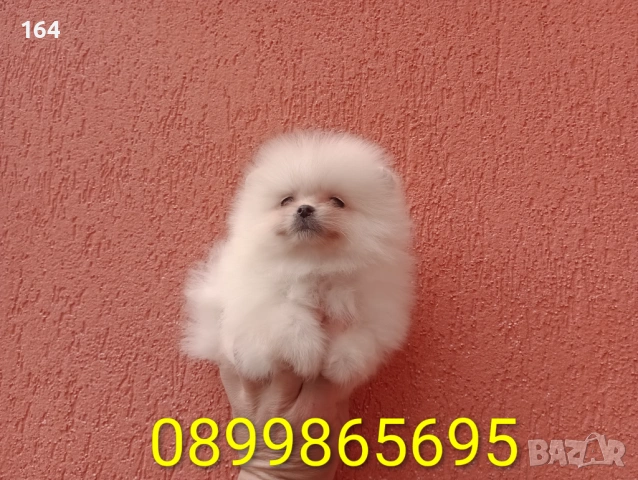 Мъжки и женски Померани. Реални снимки от 22.03.26 г. , снимка 15 - Померан - 53910902