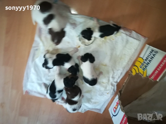 ПРОДАВАМЕ КУТРЕТА-ДЖАК РЪСЕЛ 250ЛВ ЗА 1БР 0309251809, снимка 13 - Джак ръсел териер - 51595617