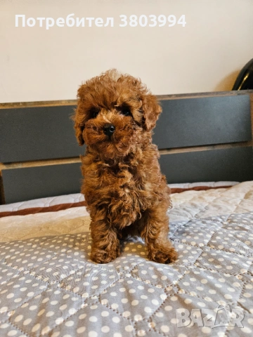 Тйи къп / Той пудел чистокръвни момиченца, снимка 5 - Пудели - 54023192