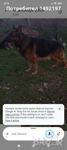 Елитно мъжко куче немска овчарка , снимка 3 - Немска овчарка - 52889918