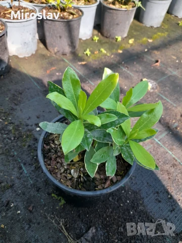 Дафне Ауреомаргината, снимка 9 - Градински цветя и растения - 51224521