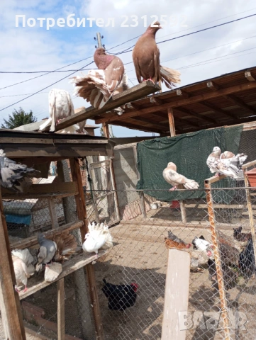 Продават се палунести гълъби!!!