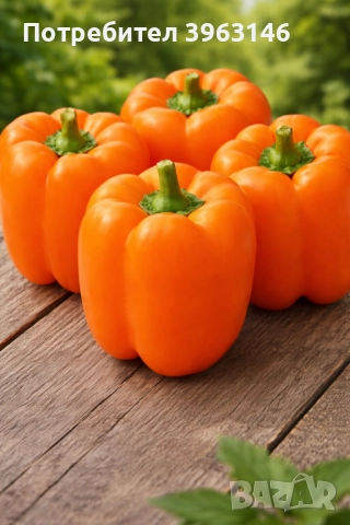 Семена за Стотинки, снимка 14 - Сортови семена и луковици - 52838410