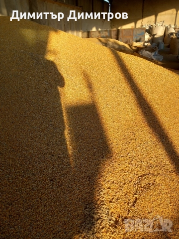 царевица реколта 2025, снимка 2 - За селскостопански - 51811397