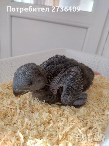 Папагал еклектус , снимка 11 - Папагали - 52723213