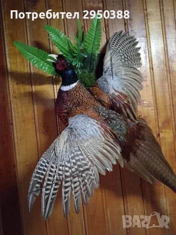 Препарирани фазани, снимка 2 - Други - 48732216