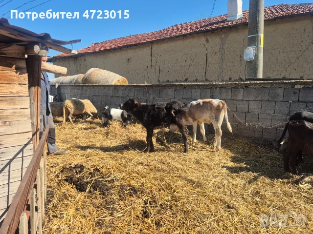 Продавам телета и биволи, снимка 3 - Други - 56227185
