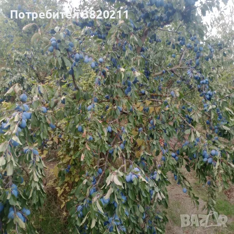 Продавам сини сливи Стенлей за ракия., снимка 2 - Казани за ракия - 56226187