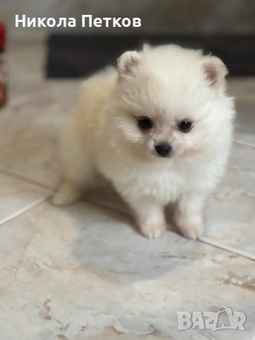 Померан мини 