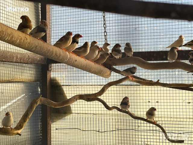 Зеброви амадини финки и папагали , снимка 3 - Папагали - 54349575