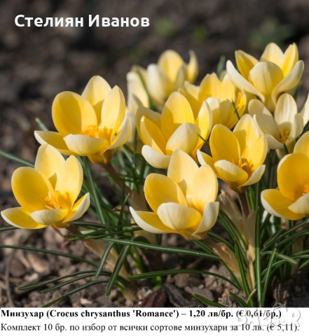 СОРТОВИ МИНЗУХАРИ – ЛУКОВИЦИ, снимка 5 - Сортови семена и луковици - 52372805