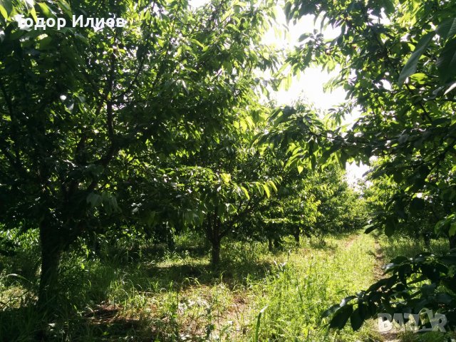 Черешова градина 4 дка между Крумово и Ягодово, снимка 3 - Земеделска земя - 35512202