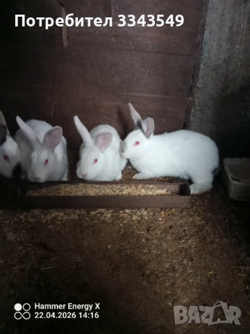 Малки зайчета на 2 месеца , снимка 2 - Други - 54278471