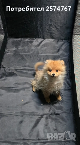 Померански шпиц , снимка 16 - Померан - 52679788
